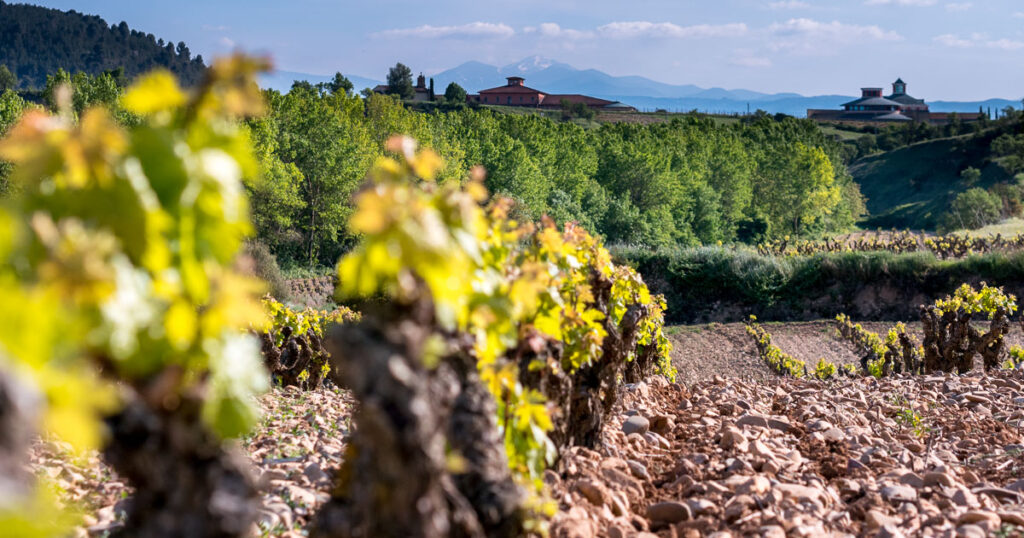 Vingårdscykling i vackra Rioja